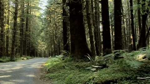 A Road going through the Forest Stock Footage 770967