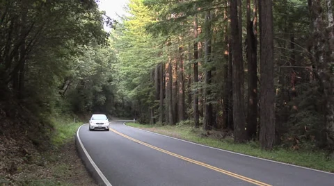 Road going through the Forest Oregon Video stock 38600978