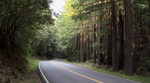 Road going through the Forest Oregon Stock Footage 38601126