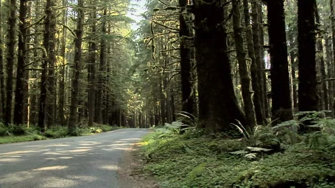 Road going through the Forest Oregon Stock Footage 327886451
