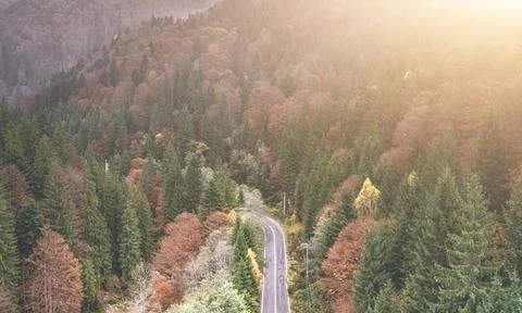 Road going through forest Stock Photos