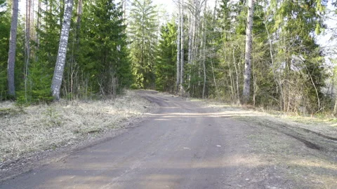 The road going through the forest with the trees Stock Footage 131409028