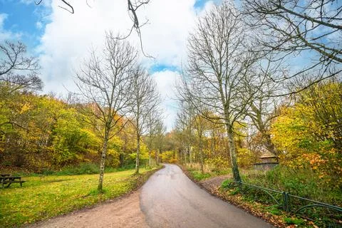 Road going through a park in the fall Foto stock