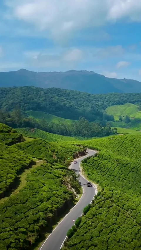 Road going through tea fields in the hills near the city of Munnar (Vertical) Video stock 300946268