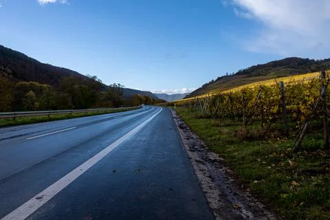 A road going through a wine district n the Mosel valley. Beautiful yellow vine Stock Photos