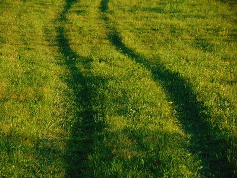Road on the grass in Maramures county 写真素材