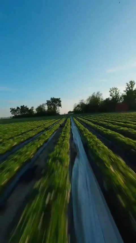 Road in the green field Stock Footage 273058371