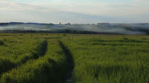 The road on the green field. The path in the meadow. Ladies on the grass Video stock 84279909