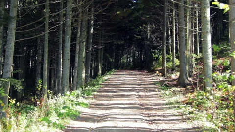 Road to the Green Forest. Pine Trees Fairy Forest. Autumn time Stock Footage 96727321