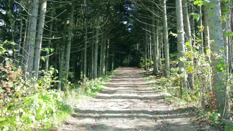 Road to the Green Forest. Pine Trees Fairy Forest. Autumn time Stock Footage 96727335