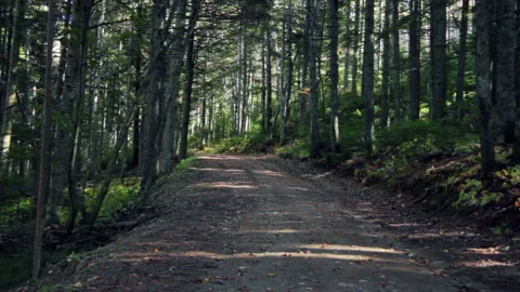 Road to the Green Forest. Pine Trees Fairy Forest. Autumn time Stock Footage 96727571