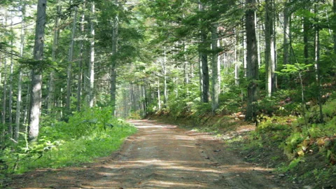 Road to the Green Forest. Pine Trees Fairy Forest. Autumn time Stock Footage 96727810