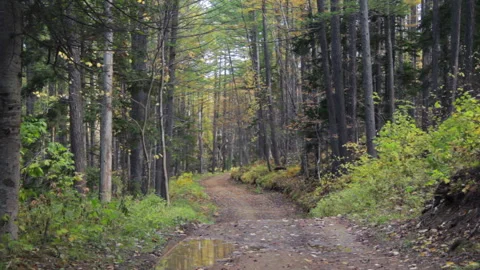 Road to the Green Forest. Pine Trees Fairy Forest. Autumn time Stock Footage 96728365