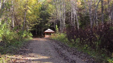 Road to the Green Forest. Pine Trees Fairy Forest. Autumn time Stock Footage 96728723