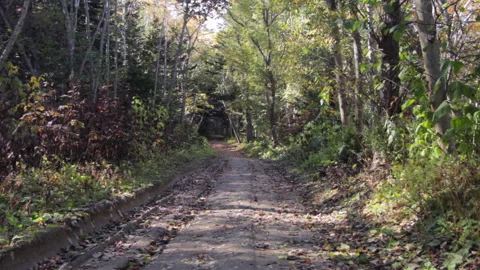 Road to the Green Forest. Pine Trees Fairy Forest. Autumn time Stock Footage 96728726