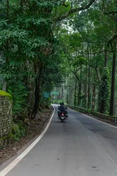 A road with a green forest on the side Stock Photos