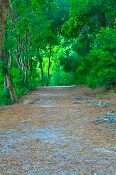 Road in a green forest in the spring Stock Photos