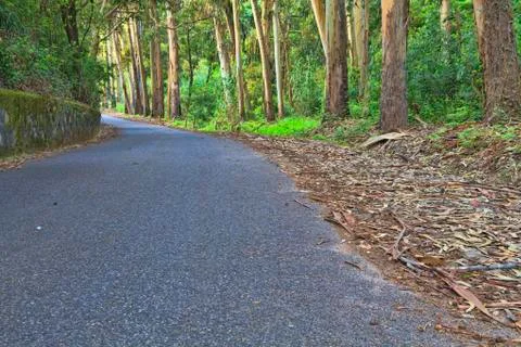 Road in a green forest in the spring Stock Photos
