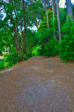 Road in a green forest in the spring Stock Photos