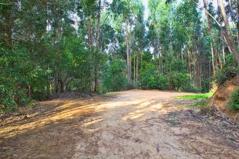Road in a green forest in the spring Stock Photos