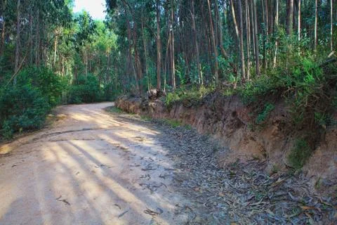 Road in a green forest in the spring Stock Photos