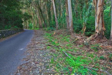 Road in a green forest in the spring Stock Photos