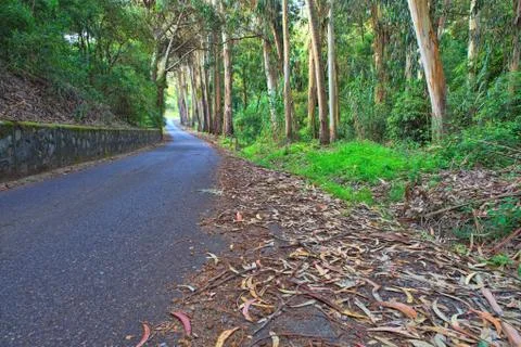 Road in a green forest in the spring Stock Photos