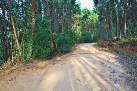 Road in a green forest in the spring Stock Photos