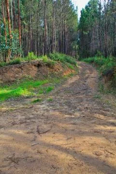 Road in a green forest in the spring Stock Photos
