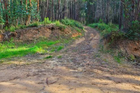 Road in a green forest in the spring Stock Photos