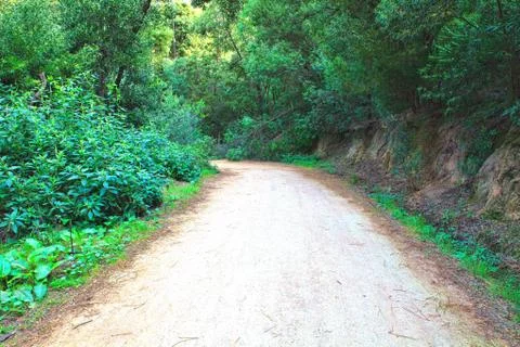 Road in a green forest in the spring Stock Photos