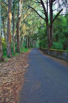Road in a green forest in the spring Stock Photos