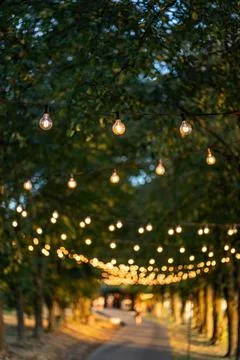 Road in green park decorated with vintage tungsten light bulbs, Lublin bay Zalew Stock Photos
