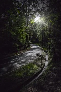 The road with green  trees Stock Photos