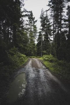 The road with green trees Stock Photos