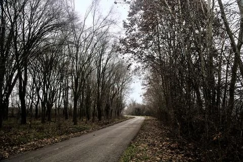 Road in a grove with bare trees on a cloudy day in winter Stock Photos