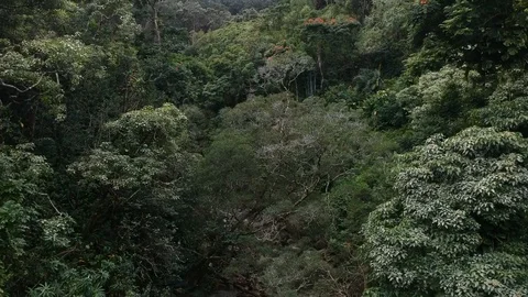 Road to Hana Stock Footage 115377059