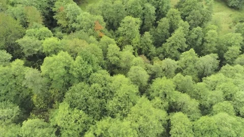 Road hidden in the forest Video stock 157843110