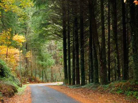 Road inside a forest Stock Photos