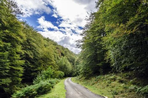 Road inside the green forest Stock Photos