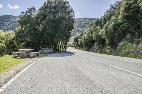 Road inside the green forest Stock Photos