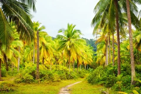 Road in jungle Stock Photos