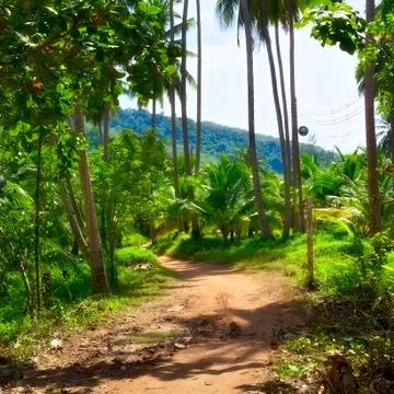 Road in jungle Stock Photos