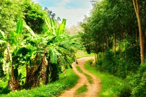 Road in jungle Stock Photos
