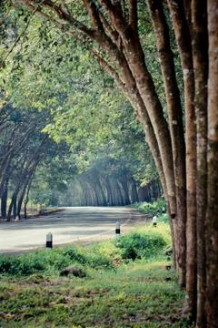 Road in jungle Stock Photos