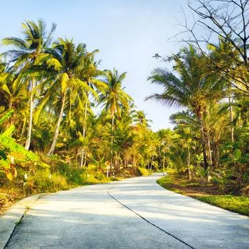 Road in Jungle Stock Photos