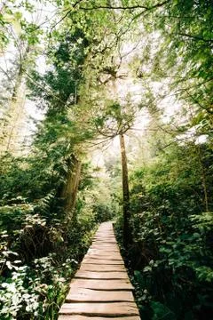 Road to Jungle Stock Photos