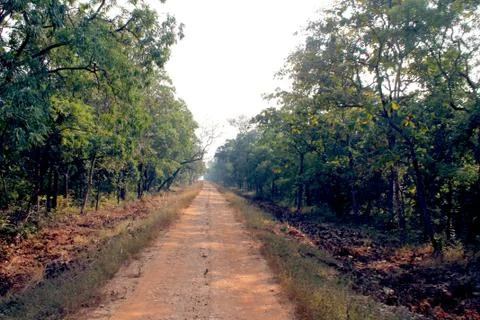 Road to jungle Stock Photos