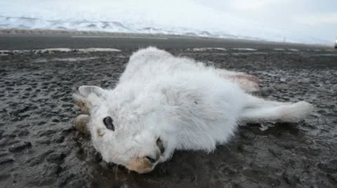 Road kill and traffic Stock Footage 21608406