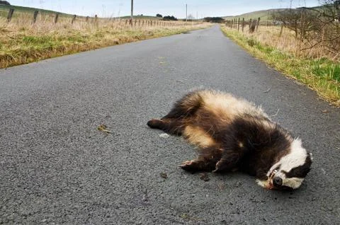 Road kill badger Stock Photos